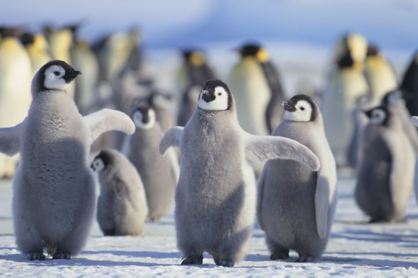 Emperor penguins in Antarctica