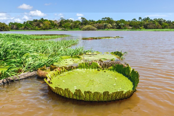 Water lily in the Amazon rainforest near Santarem, Brazil