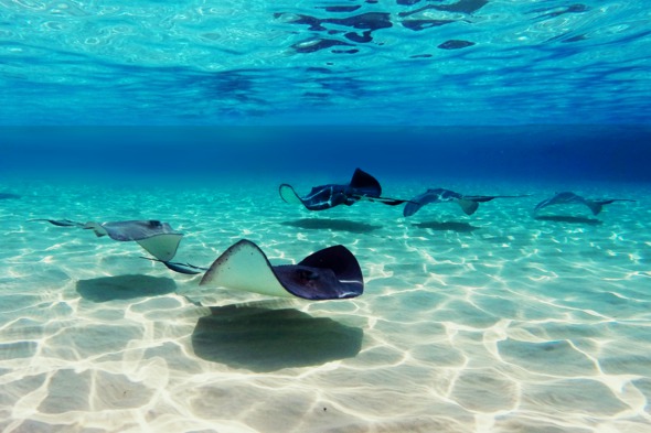 Stingray City, Cayman Islands