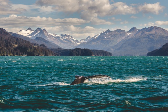 Humpback whale off Homer, Alaska