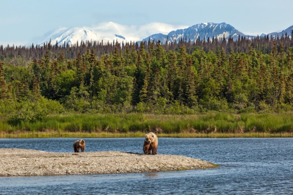 Grizzly bears in Alaska