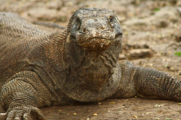 Komodo dragon in Indonesia