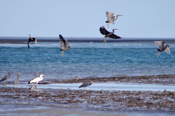 Birds on Montgomery Reef, Australia