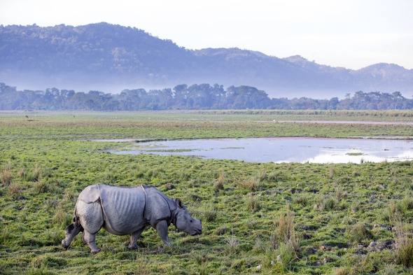 Rhino in Kaziranga National Park, one of the highlights of a Brahmaputra river cruise