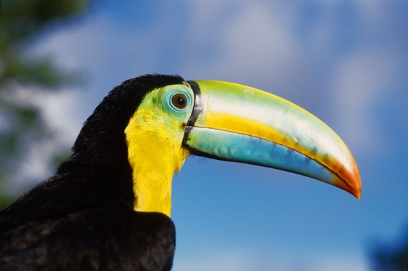 Toucan in Panama