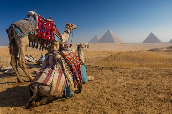 Camels and Pyramids, Egypt
