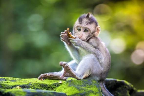 Monkey in Ubud, Bali
