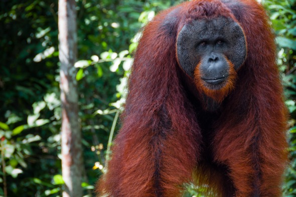 Silver Discoverer review - Orang utans in Borneo