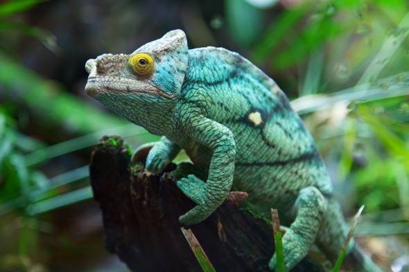 Green chameleon in Madagascar