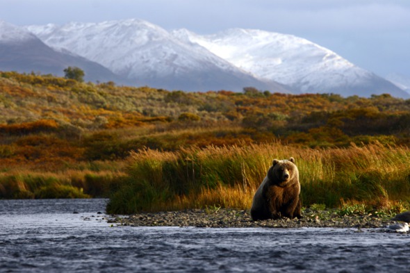 Brown bear in Kodiak, Alaska