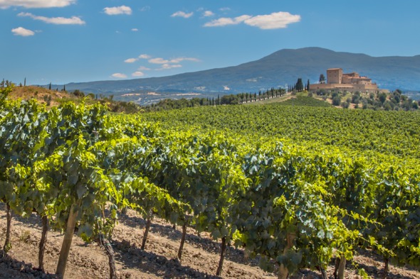 Vineyard near Bordeaux, France