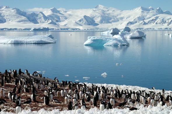 Penguin colony in Antarctica