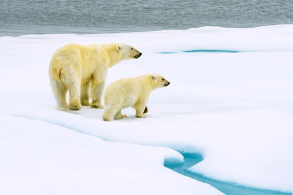 Polar bear with cub in Svalbard, Norway