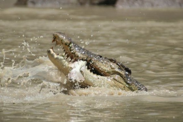 Crocodile in Kakadu National Park, Australia