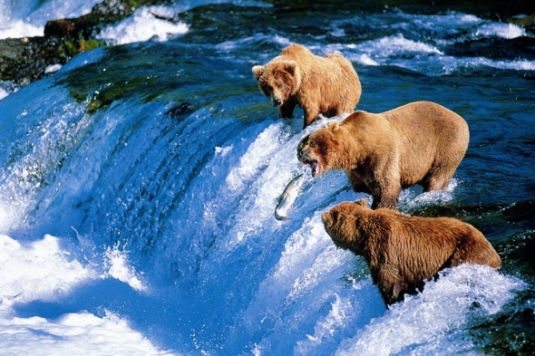 Brown bears in Alaska
