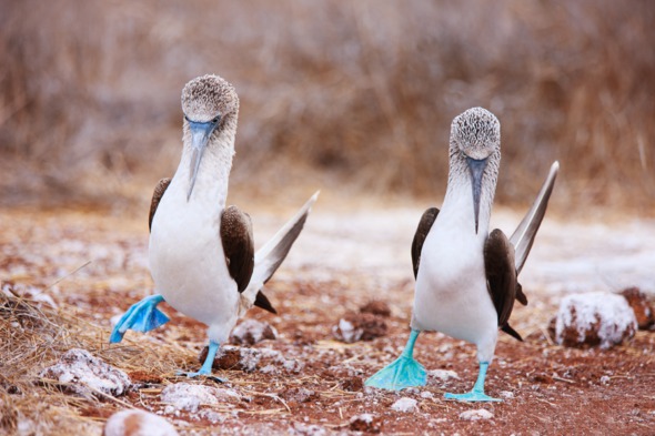 Blue footed boobies in the Galapagos