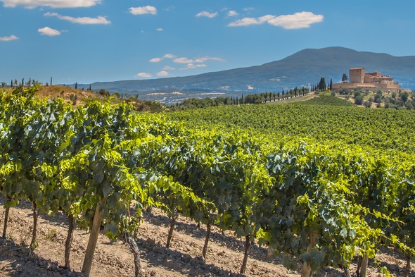Vineyard near Bordeaux, France