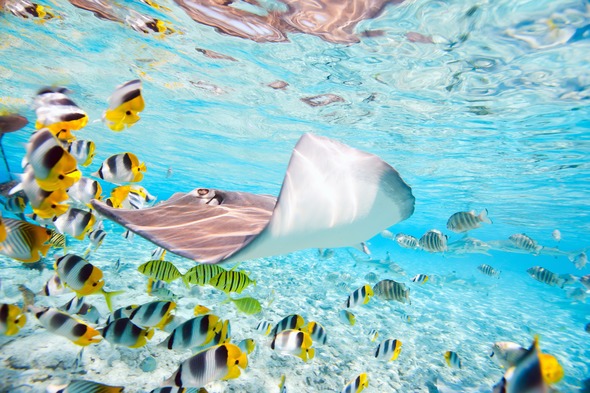 Colourful fish off Bora Bora, French Polynesia