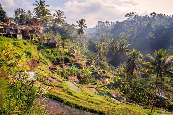 Jungle near Ubud, Bali