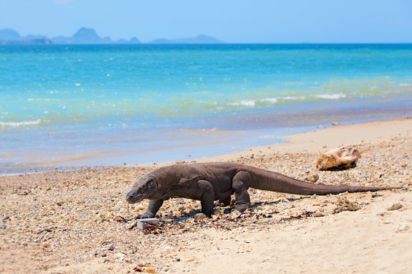Komodo dragon in Indonesia