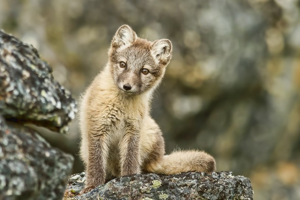 Arctic fox in Svalbard