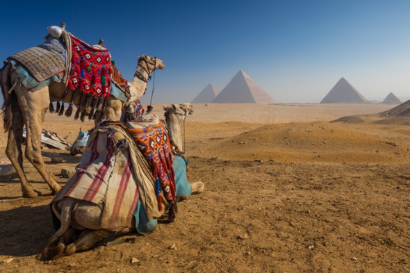 Camels and Pyramids, Cairo, Egypt