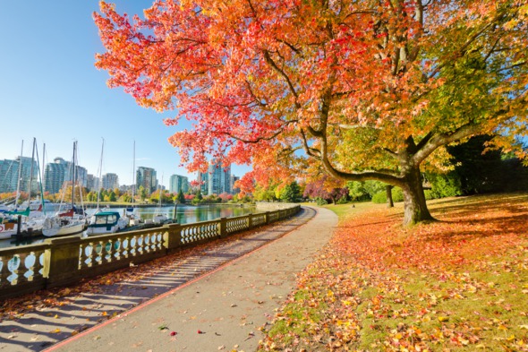 Fall colours in Stanley Park, Vancouver