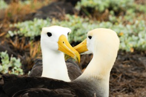 Yellow headed waved albatross, Galapagos