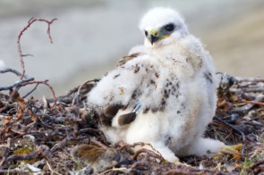 Rough legged buzzard chick on Novaya Zemlya, Russia