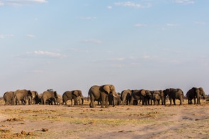 Elephants in Chobe National Park, Botswana