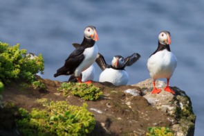 Puffins on Grimsey island, Iceland
