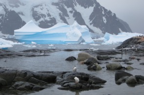 Penguins on Pléneau Island, Antarctica