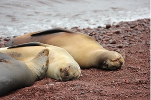 Sea lions on red sand beach on Rábida Island, Galapagos