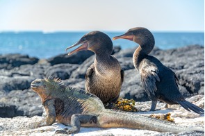 Flightless cormorants and marine iguana on Fernandina Island, Galapagos