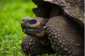 Galapagos giant tortoise