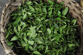 Freshly picked tea in Darjeeling